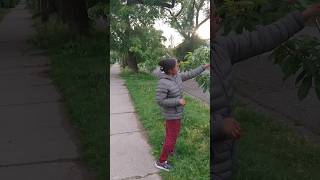 💥 Canadaல cherry 🍒 tree⁉️shortsfeed canadiantamilvlogs canadiantamil [upl. by Eeryk276]