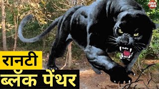 Black Panther spotted on the streets of Bali WATCH  KONKANI  GOA365 [upl. by Annaeoj777]