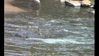 Crocodiles eating wildebeest Grumeti Serengeti [upl. by Anujra]