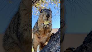 The never ending avocado loop with Squirrel Momma Faux animals family feed food reels recipe [upl. by Standley]