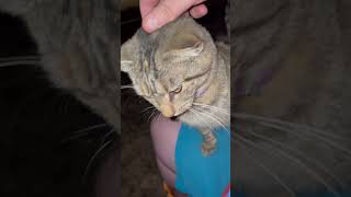 My three legged cat loves ￼ attention [upl. by Eirtemed144]