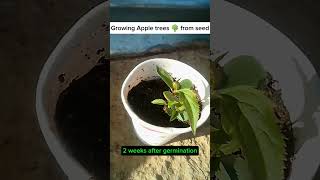 Growing apple trees from seed 2 week update update apple growing gardening [upl. by Flan]