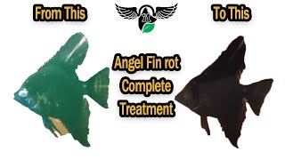 Angel Fish Fin Rot Complete Treatment  Fungal Infection Easy Treatment  Updated 2020 [upl. by Eitak712]