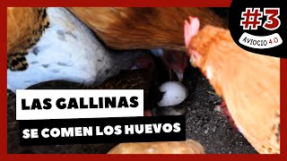 🤔 ¿Por qué mis GALLINAS se comen LOS HUEVOS  AVIOCIO 40 3 [upl. by Jerrilee]