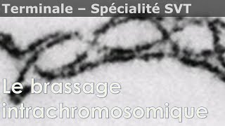 Le brassage intrachromosomique  SVT  Terminale [upl. by Alvar]