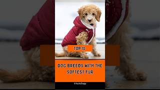 Top 10 Dog Breeds with the Softest Fur 🐕 dog shorts [upl. by Queenie788]