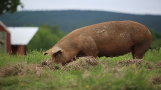 Raising 400 Pigs On Pasture COMPLETE [upl. by Klinger]