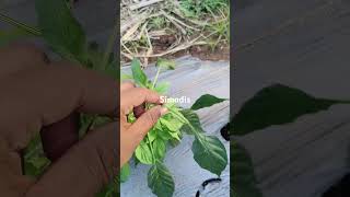 For thrips control in chilli [upl. by Christis]