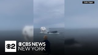 Video shows whale colliding with boat off New Hampshire coast [upl. by Demeyer]