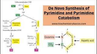 De Novo Pyrimidine Synthesis and Catabolism  Pyrimidine Metabolism [upl. by Rheingold]