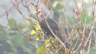 A rare Blackbellied Malkoha bird appeared in a residential area [upl. by Itsrejk36]