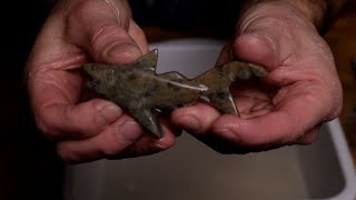 Beginner Soapstone Carving SHARK how to tutorial [upl. by Davidoff]