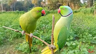 Indian Ringneck Parrot [upl. by Oly402]