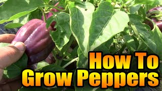 How to Grow Peppers [upl. by Juster372]