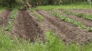 Troy Bilt Rototiller Hilling Potatoes with Hiller attachment [upl. by Nuyh809]