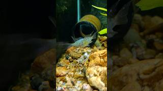 White spot on my fish 🐠😱 shorts fishcare guppy winterseason aquarium goldfish minivlog [upl. by Saw961]