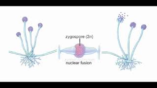 Rhizopus life cycle [upl. by Roby911]