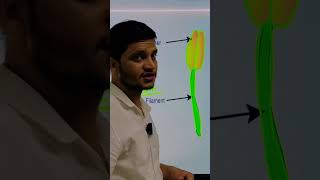 Reproduction In Flowering Plants  Reproduction  Stamen  Androeciumreproduction neetbiology nta [upl. by Emlyn]