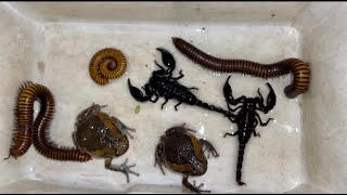 Rain Frog Captured in Grass Field Giant Millipedes on the Coconut Tree with Other Poison Insects [upl. by Gonzalo]