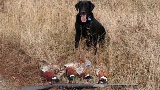 Pheasent Hunting in Montana  2009 [upl. by Deck58]