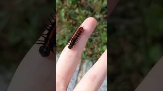 ᴼʰ ˡᵒᵒᵏ ᵃ ˢᵗʳᵃʷᵇᵉʳʳʸ bug caterpillar insects [upl. by Bevon581]