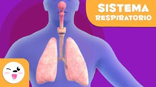 El sistema respiratorio  El cuerpo humano para niños [upl. by Seed858]