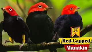 Red Capped Manakin  Interesting Facts about Moon walking Bird [upl. by Herald]