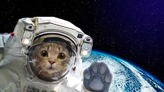 Félicette The First Cat in Space  The Feline Astronaut [upl. by Yael]