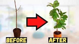 Is your Fiddle Leaf Fig DYING Follow this tips ASAP to save it [upl. by Niobe]