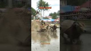 quotBDquot cow racing🏁❗Pacu Jawi Cubadak [upl. by Florenza]