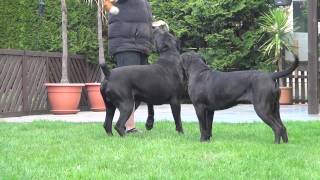 Cane Corso Wurfplanung 2015 Dana amp Paolo [upl. by Einnalem59]