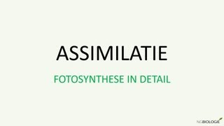 Assimilatie  Fotosynthese in detail [upl. by Raknahs]