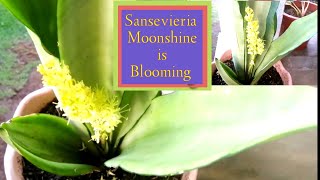 SANSEVIERIA TRIFASCIATA MOONSHINE FLOWER  SNAKE PLANTS Jennys Channel [upl. by Lolita563]