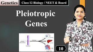 Pleiotropy  Genetics NCERT Class 12 Biology [upl. by Borszcz29]