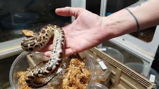 2022 Fall Blood and Short Tail Pythons showing off some babies [upl. by Oos]