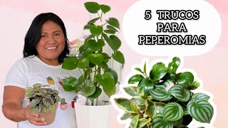 5 TRUCOS PARA PEPEROMIAS Las mejores plantas de interior [upl. by Everrs105]