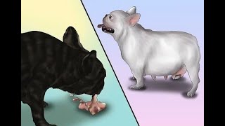 Can French Bulldogs Mate amp Breed Naturally [upl. by Noam]