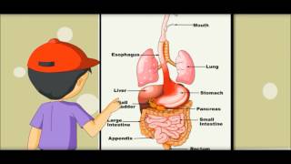 Digestive System  Learning by Picture amp Chart Kides [upl. by Eckhardt336]