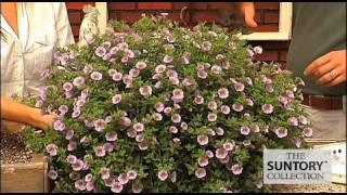 Commercial Grower Tips amp Benefits Million Bells Bouquet calibrachoas [upl. by Eelimaj]