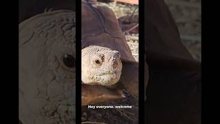 Sulcata tortoise fun fact why are they called spurred tortoises 🐢 [upl. by Llennej]