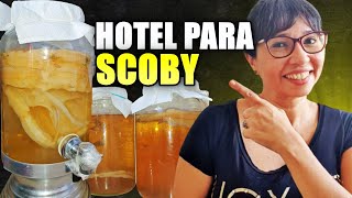 Hotel de Scoby  Kombucha Como Fazer Manutenção e Como Doar [upl. by Euqinehs]