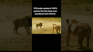 850hp v75 cylinder with a twin turbo warthog intimidates the lionesses [upl. by Anama]