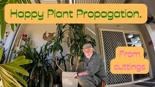 Happy Plant Dracaena Propagation from Cuttings Its Dead Easy [upl. by Minor293]