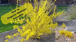 Properly Maintained Forsythia Can Be Beautiful [upl. by Neelat227]