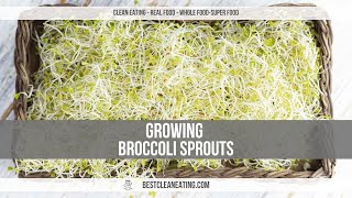 Growing Broccoli Sprouts and Broccoli Microgreens [upl. by Teufert414]