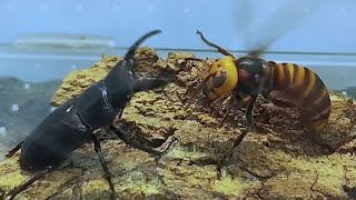 Asian Giant hornet VS Beetle [upl. by Knitter]