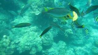 Tiger Fish feeding Ko Phi Phi Thailand [upl. by Mychael]