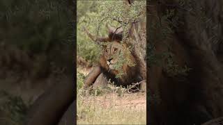 How close was that Rhino comes inches from this Male Lion lion wildlife [upl. by Goldshell]