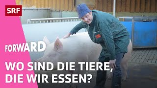 Nutztierhaltung in der Schweiz Wo sind die Tiere die wir essen  Erklärt  Forward  Impact  SRF [upl. by Ordnazil]