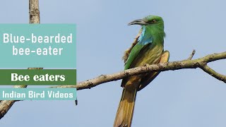 Bluebearded beeeater  A large beeeater with beautiful colors IndianBirdVideos [upl. by Creamer]